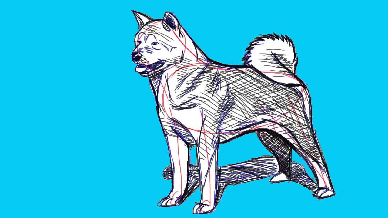 drawing of a dog, akita breed